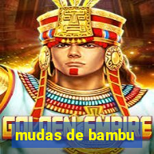 mudas de bambu